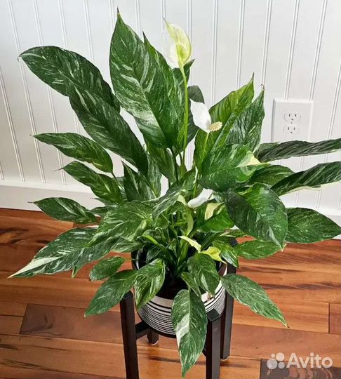 Цветы для дома и счастья