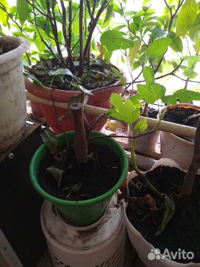 Южные растения