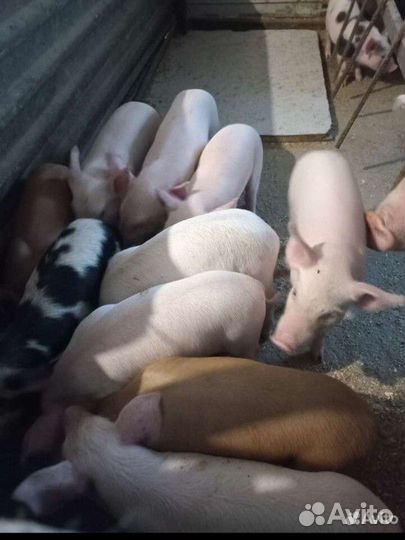 Поросята