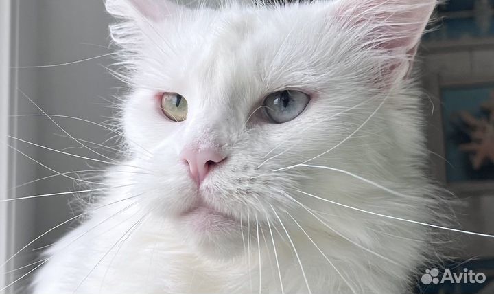 Мейн-кун девочка