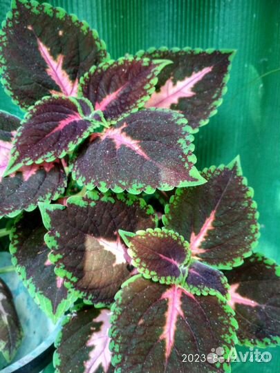 Колеусы вегетативные