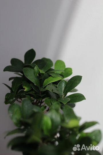 Бонсай фикус микрокарпа 8 лет