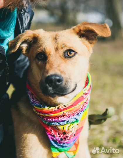 Спасите меня из приюта