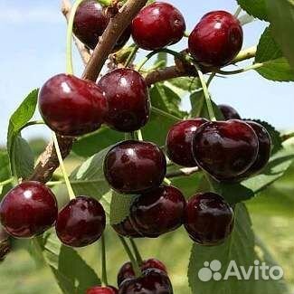 Саженцы вишни,сливы