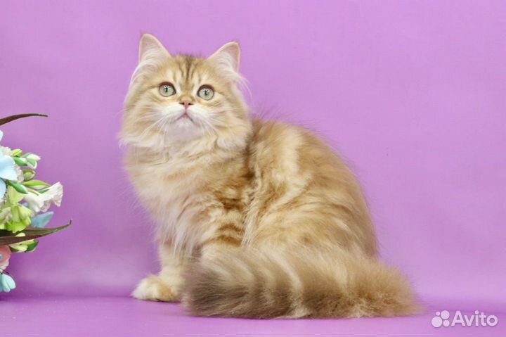 Кот blh by12(22) шоколадная золотая шиншилла