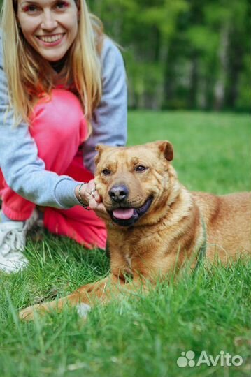 Собака трусишка Тибет приют Некрасовка