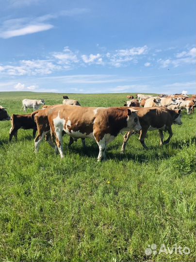 Продам быка
