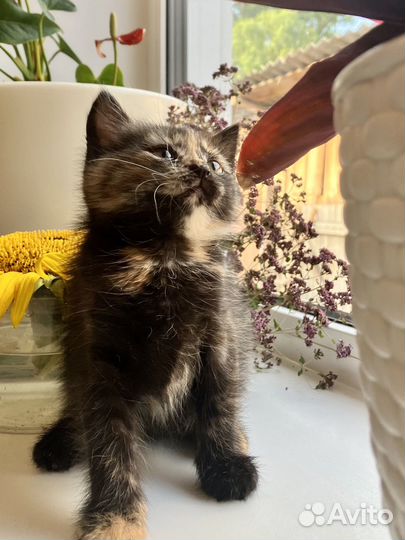 Отдам кошечку