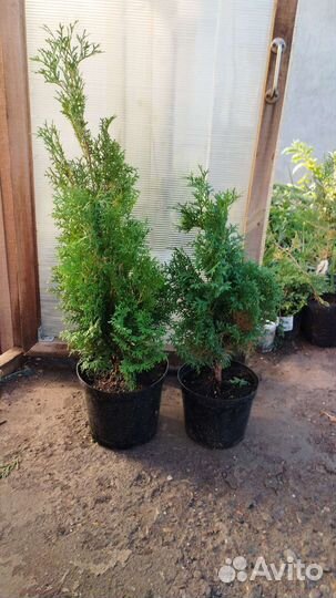 Можжевельник скалбный,гортензии,туи,очиток