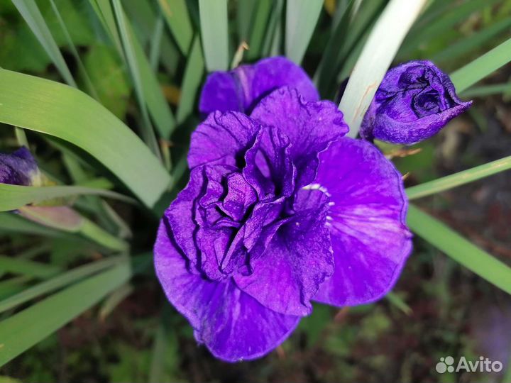 Многолетники для сада