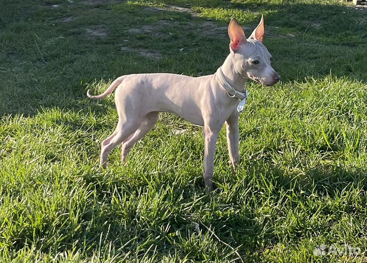 Американский голый терьер щенки