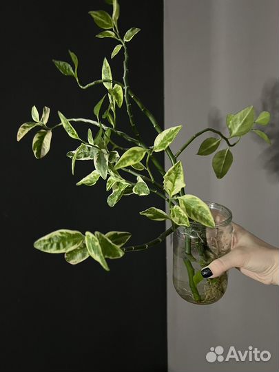 Цветок педилантус комнатный укорененные черенки
