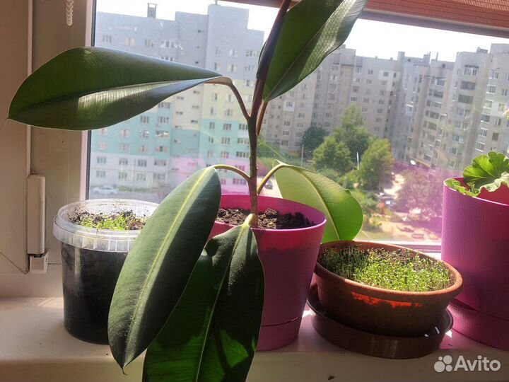 Фикус каучуковый