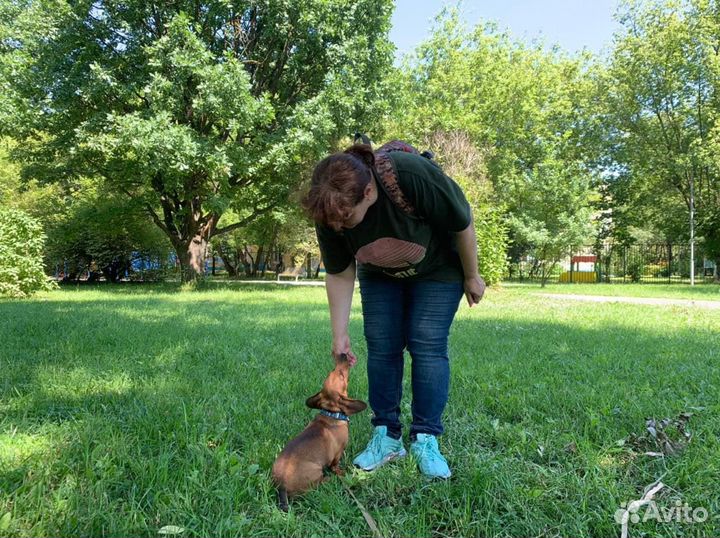 Дрессировка собак в Санкт-Петербурге и ло