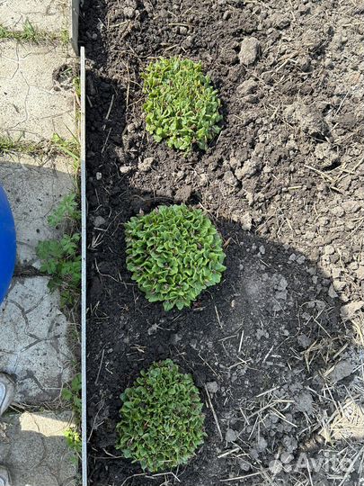 Первоцветы-примула