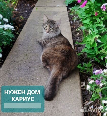 Бездомная кошка Хариус