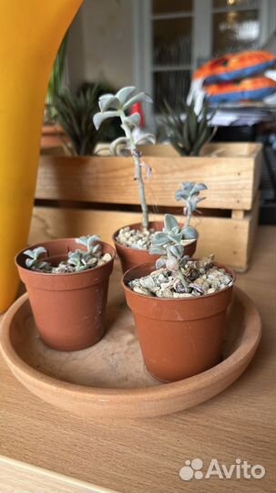 Суккуленты