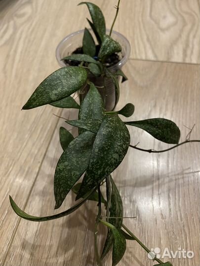 Хойи разные