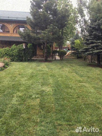 Рулонный газон, укладка, продажа