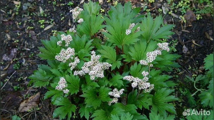 Многолетние цветы