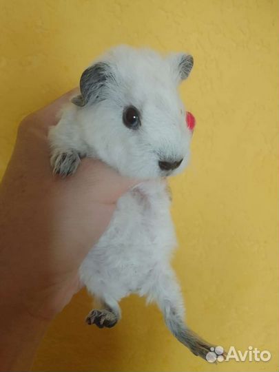 Морская свинка тедди