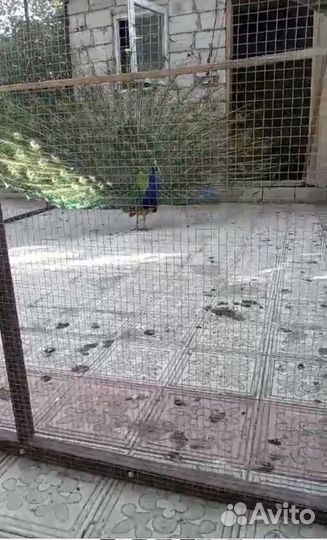 Палвлин самец