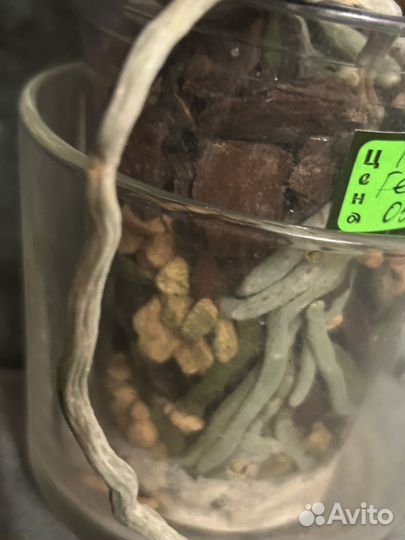 Орхидея фаленопсис