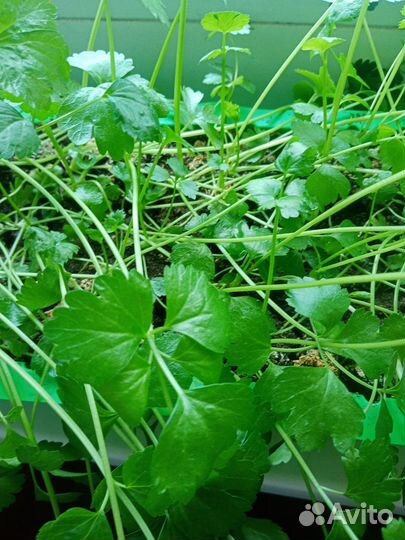 Рассада сельдерея черешковый