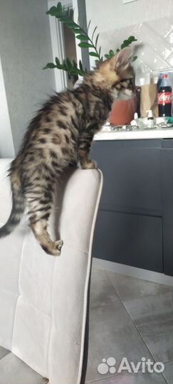 Кошка бенгальская