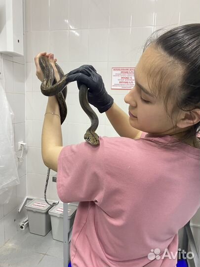 Ветеринарный врач (выезд на дом )