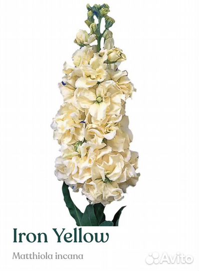 Рассада маттиолы серии Iron