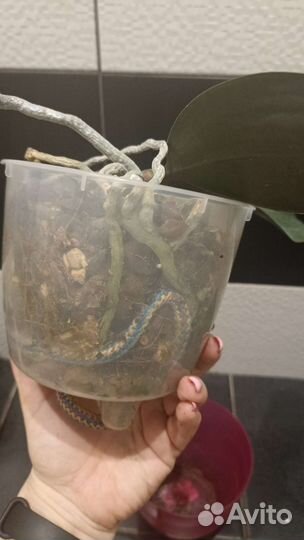 Орхидея Азия, Stars Humble Lady