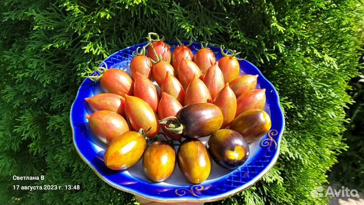 Набор из 5 коллекционных сортов томатов