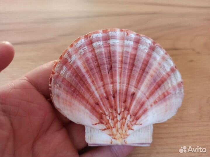 Морские раковины