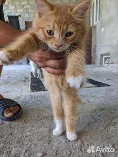 Котята в добрые руки бесплатно