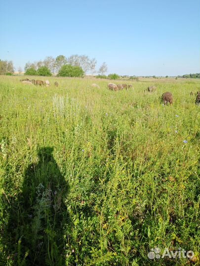 Овцы бараны