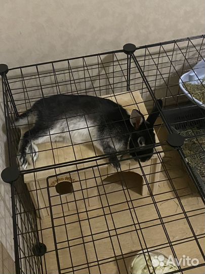 Декоративные кролики