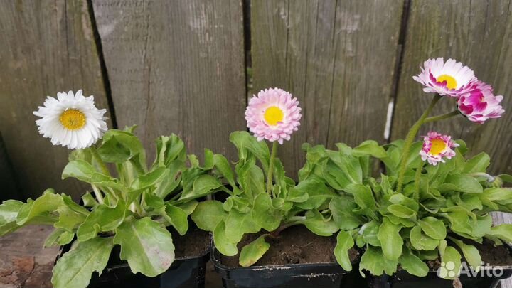 Маргаритки