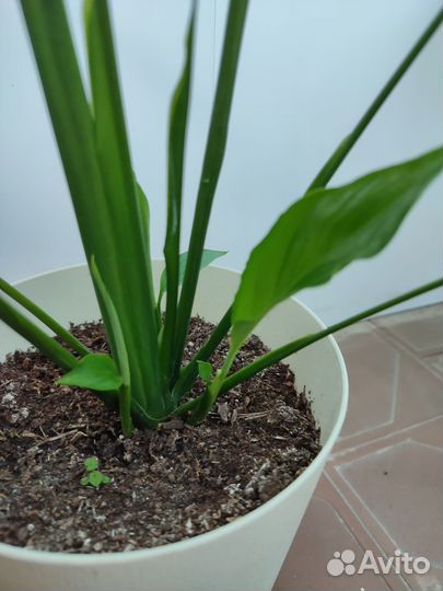 Спатифиллум