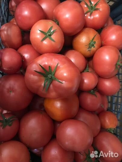 Томаты