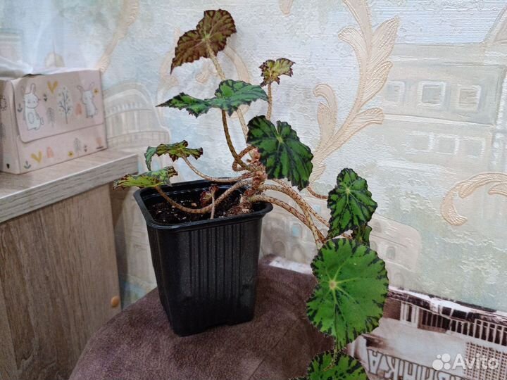 Бегония тигровая