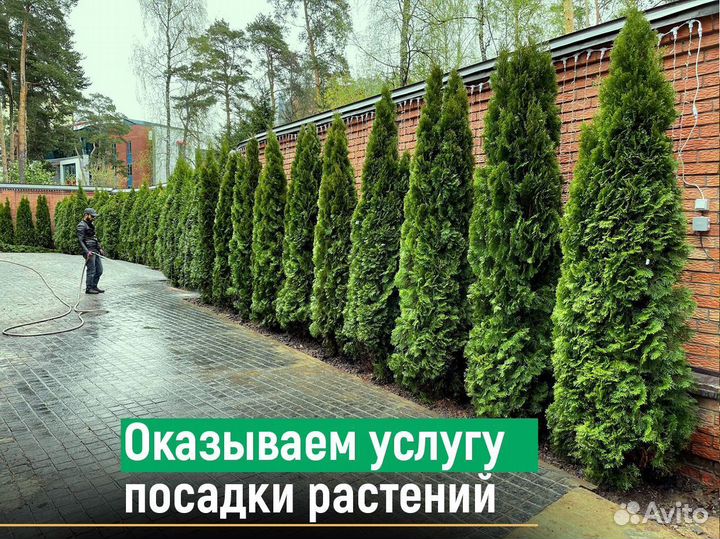 Туя брабант 120 см свежая копка 2023