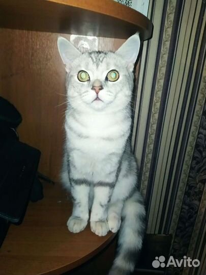 Британец вязка