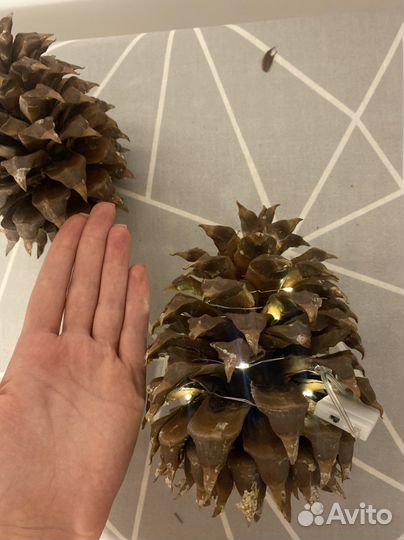 Огромные шишки сосны культера