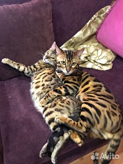 Вязка с бенгальским котом