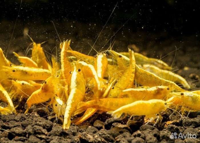 Аквариумные креветки