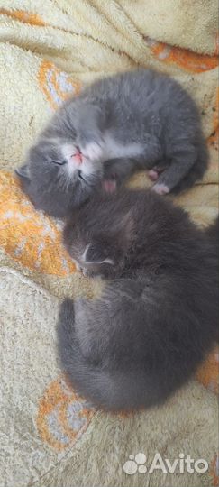 Котята мальчики