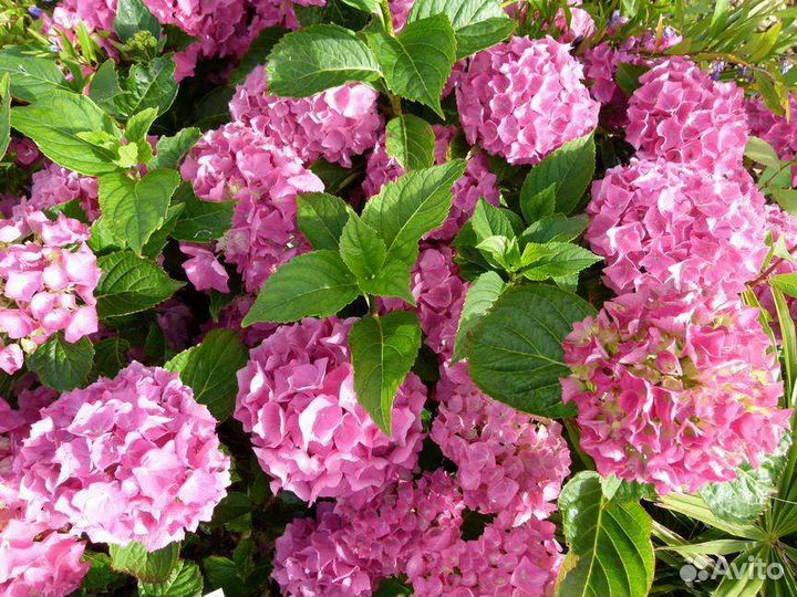 Гортензия Bailmer