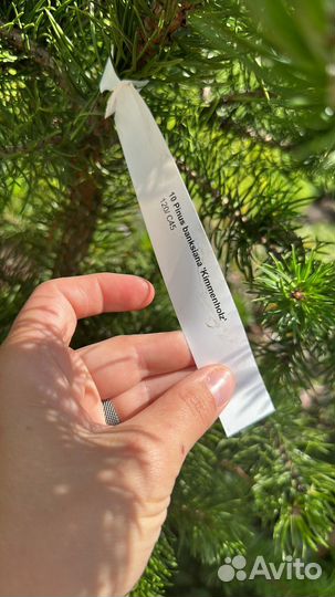 Сосна Банкса Киммерхольц