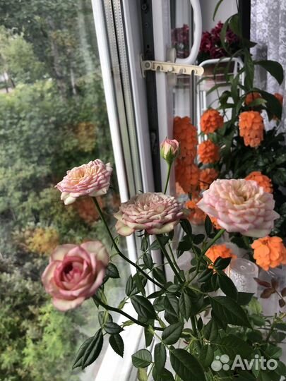 Розочки и фиалки